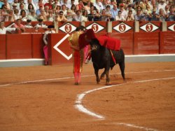 jose_tomas_3
