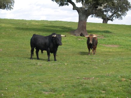 ruta_toro_04.JPG