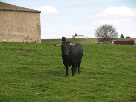 ruta_toro_06.JPG