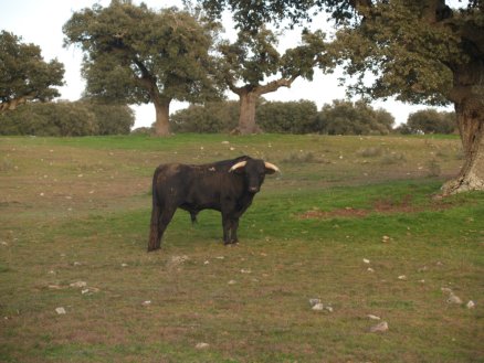 ruta_toro_08.JPG