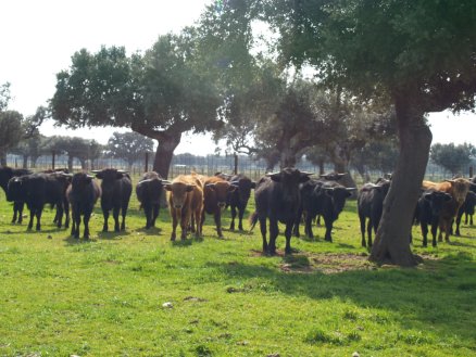 ruta_toro_12.JPG
